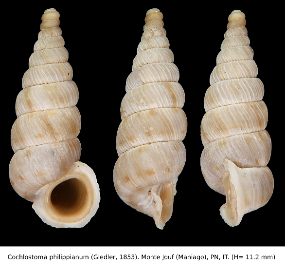 Cochlostoma montanum montanum (Issel, 1866) dalle Apuane